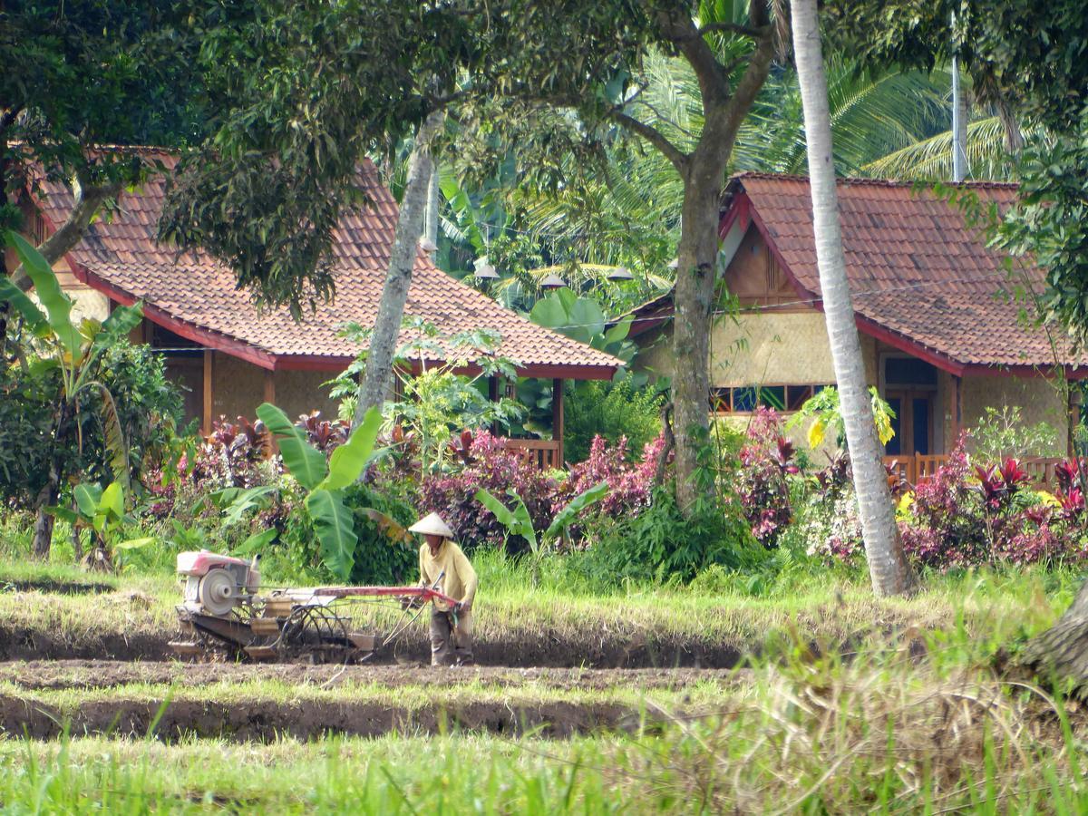 Banyu Homestay Banyuwangi  Exteriör bild